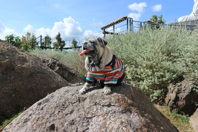 Dog sitting on rock against sky