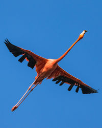 American flamingo flying