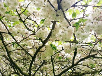 Low angle view of tree against sky