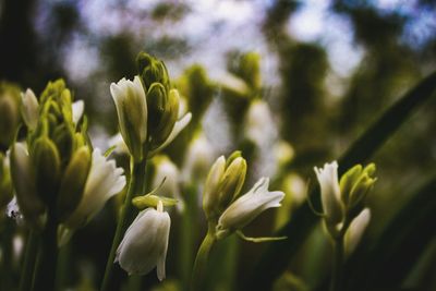 Close-up of flowers against blurred background