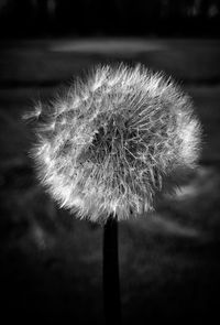 Close-up of dandelion