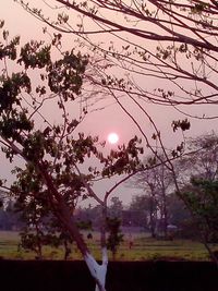 View of cherry tree at sunset