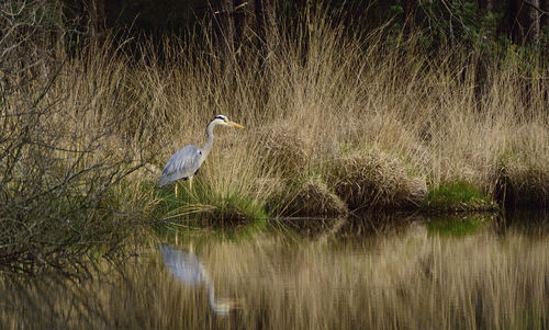 Bird flying over lake