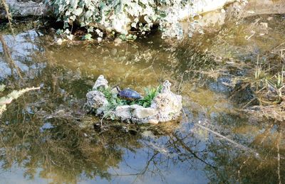 High angle view of ducks swimming in lake