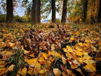 Close-up of autumn leaves fallen on tree in forest