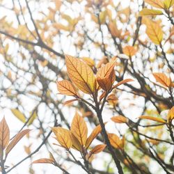 Close-up of tree branch during autumn