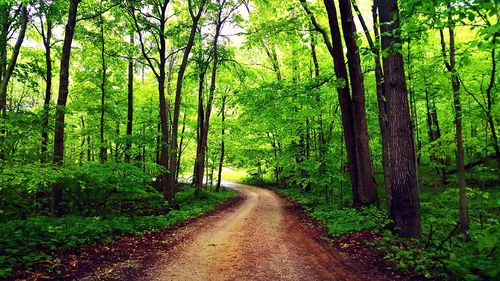 Dirt road passing through forest