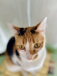 Close-up portrait of cat