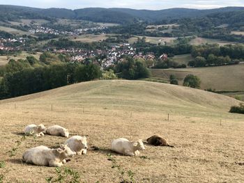 Sheep in a field