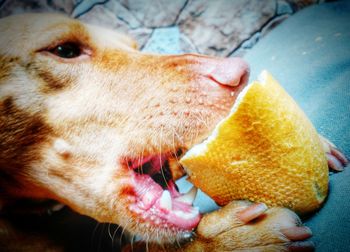 Close-up of dog eating food