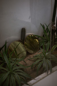 High angle view of potted plants against wall