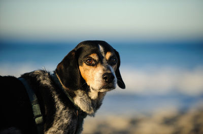 Close-up portrait of beagle standing at beach