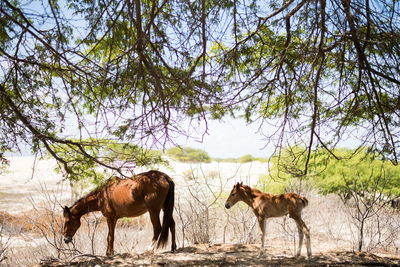 Horses in a field