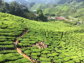 Scenic view of agricultural field