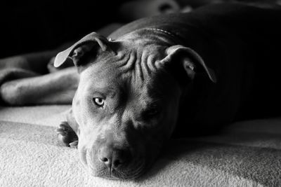 Close-up of a dog resting on bed