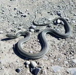 Close-up of snake on field
