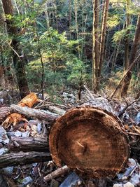 Stack of logs in forest