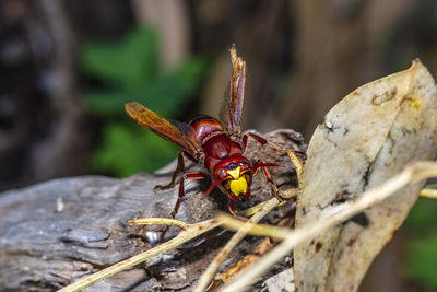 Close-up of insect on rock