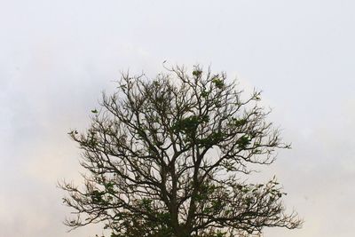 Low angle view of trees against sky