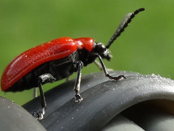 Close-up of insect