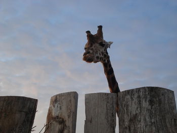 Low angle view of giraffe by wooden post against cloudy sky