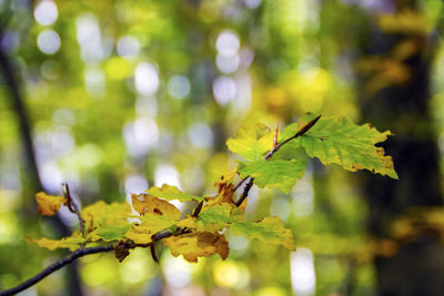 Close-up of leaves on tree