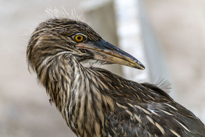 Close-up of bird