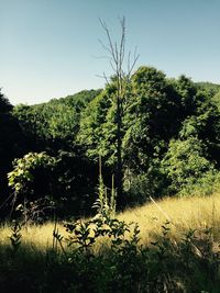 Scenic view of lake against clear sky