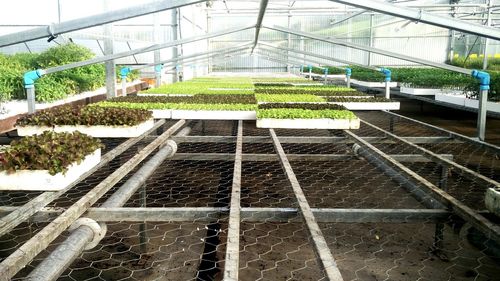 Plants in greenhouse