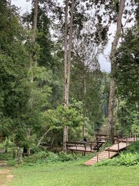 Trees and plants on field in forest