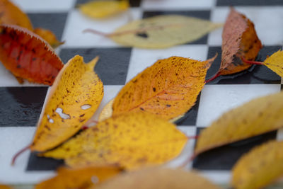 Close-up of leaves on table