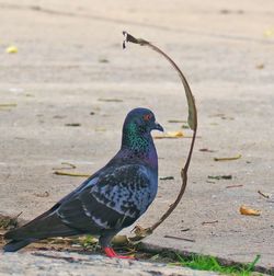 High angle view of pigeon