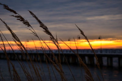 Scenic view of sea at sunset