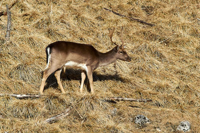 Side view of deer on field