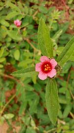 Close-up of wet pink flower blooming outdoors