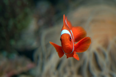 Close-up of fish swimming in sea