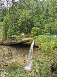 Scenic view of waterfall in forest