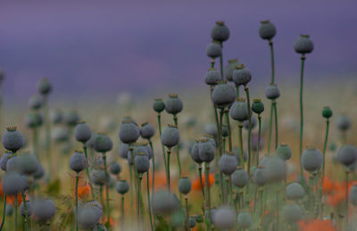 Close-up of purple flower buds on field