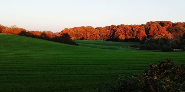 Scenic view of field against clear sky