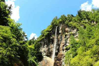 Scenic view of trees in forest against sky