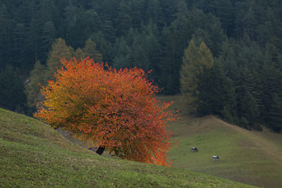 Autumn tree on field