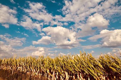 Crops growing on field against sky