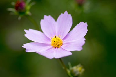 Close-up of flower against blurred background