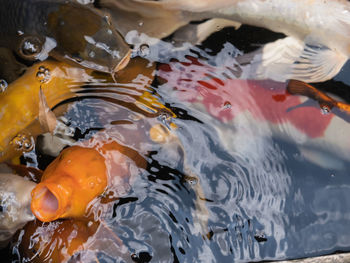 High angle view of koi carps swimming in lake