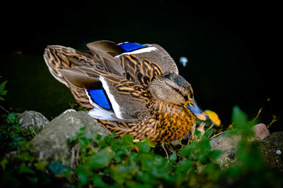 Close-up of bird perching on a plant