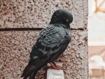 Close-up of bird perching outdoors
