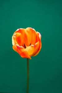 Close-up of orange tulip against blue background
