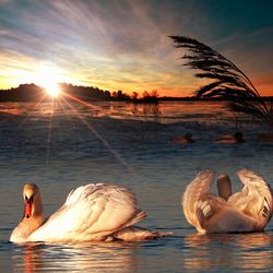 Swan swimming in lake during sunset