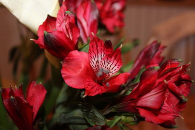 Close-up of red flower