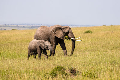 Elephant walking in a field